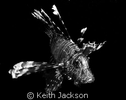Lion Fish by Keith Jackson 